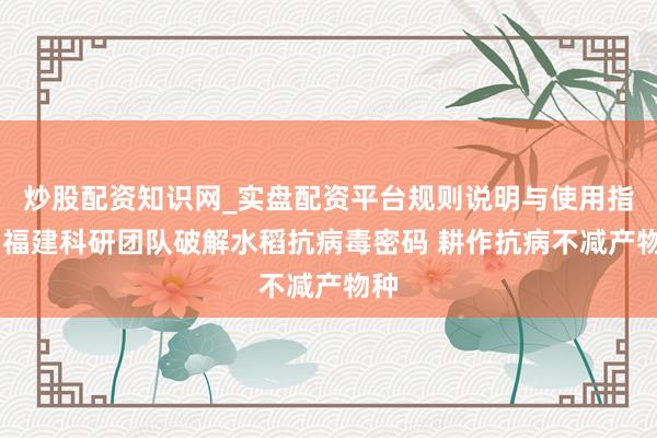 炒股配资知识网_实盘配资平台规则说明与使用指南 福建科研团队破解水稻抗病毒密码 耕作抗病不减产物种